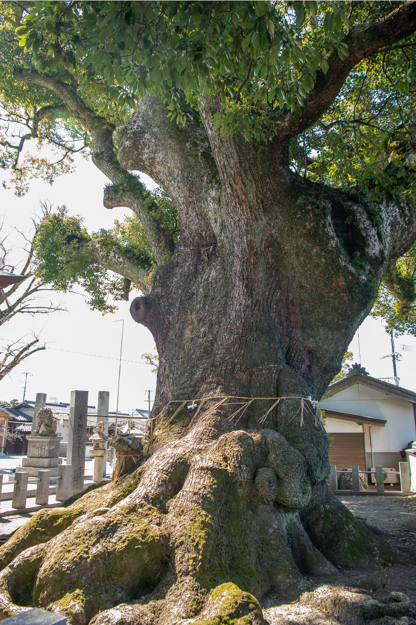 祇園社の大樟