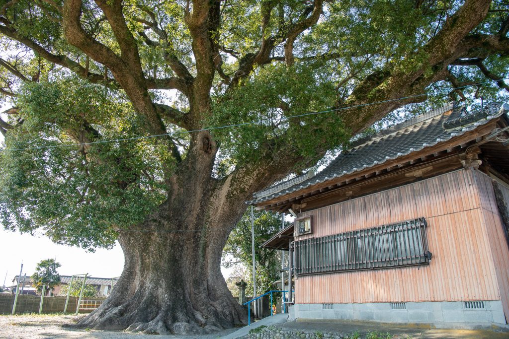 下古毛観音堂のクスノキ