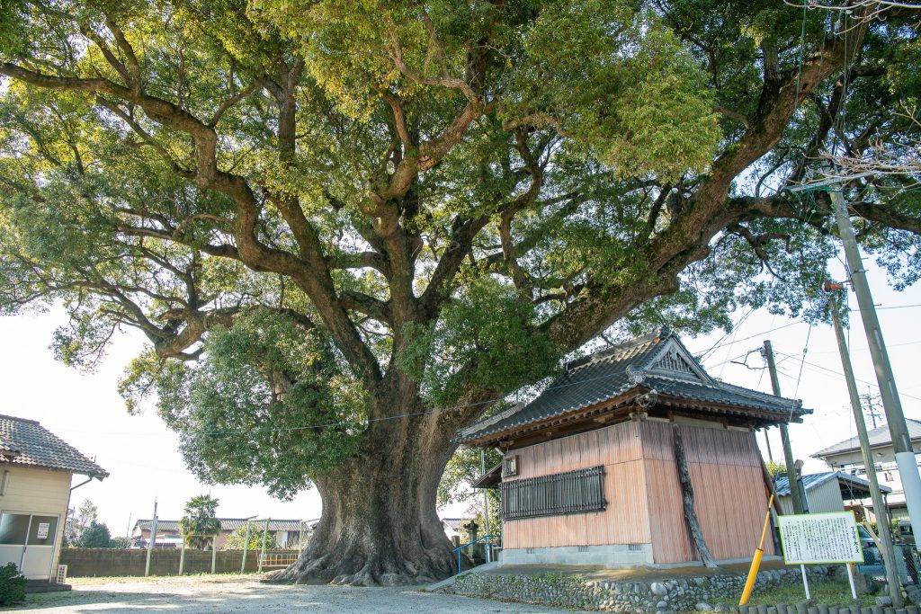 下古毛観音堂のクスノキ