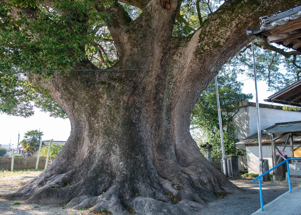 下古毛観音堂のクスノキ