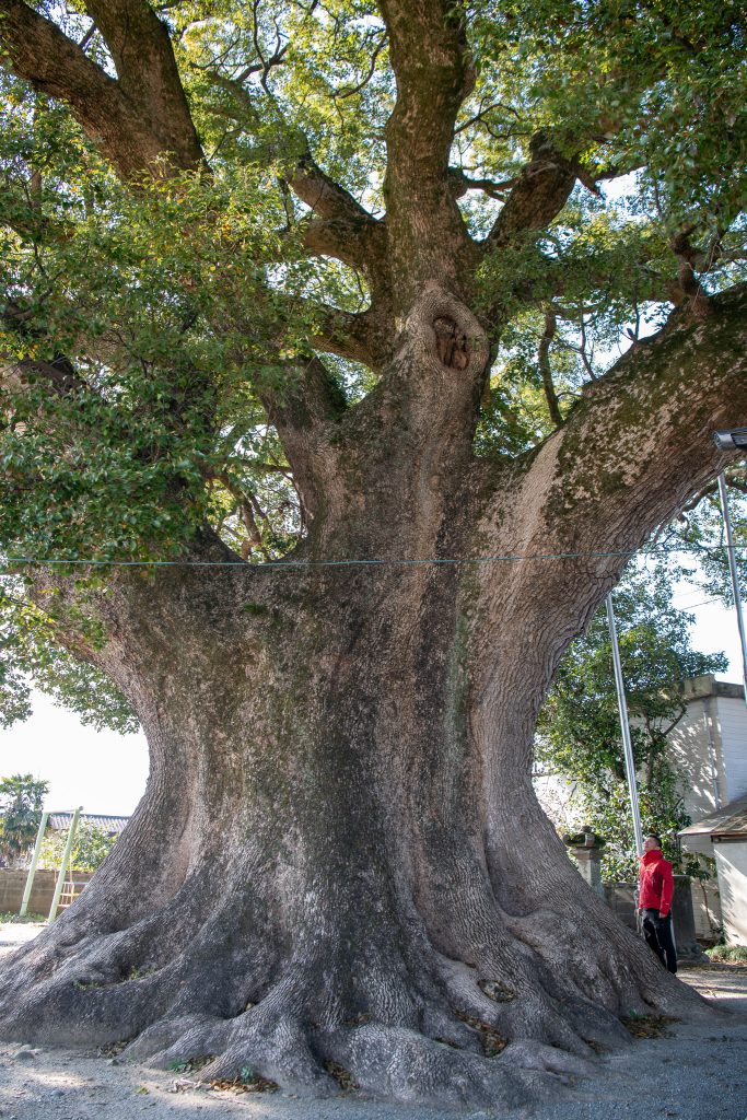 下古毛観音堂のクスノキ