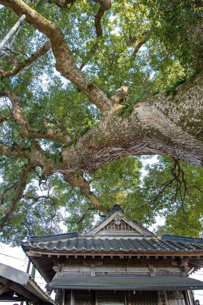 下古毛観音堂のクスノキ