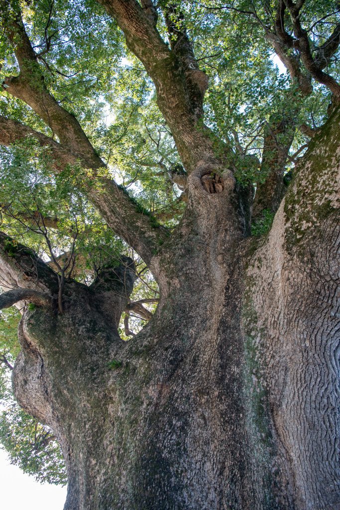 下古毛観音堂のクスノキ