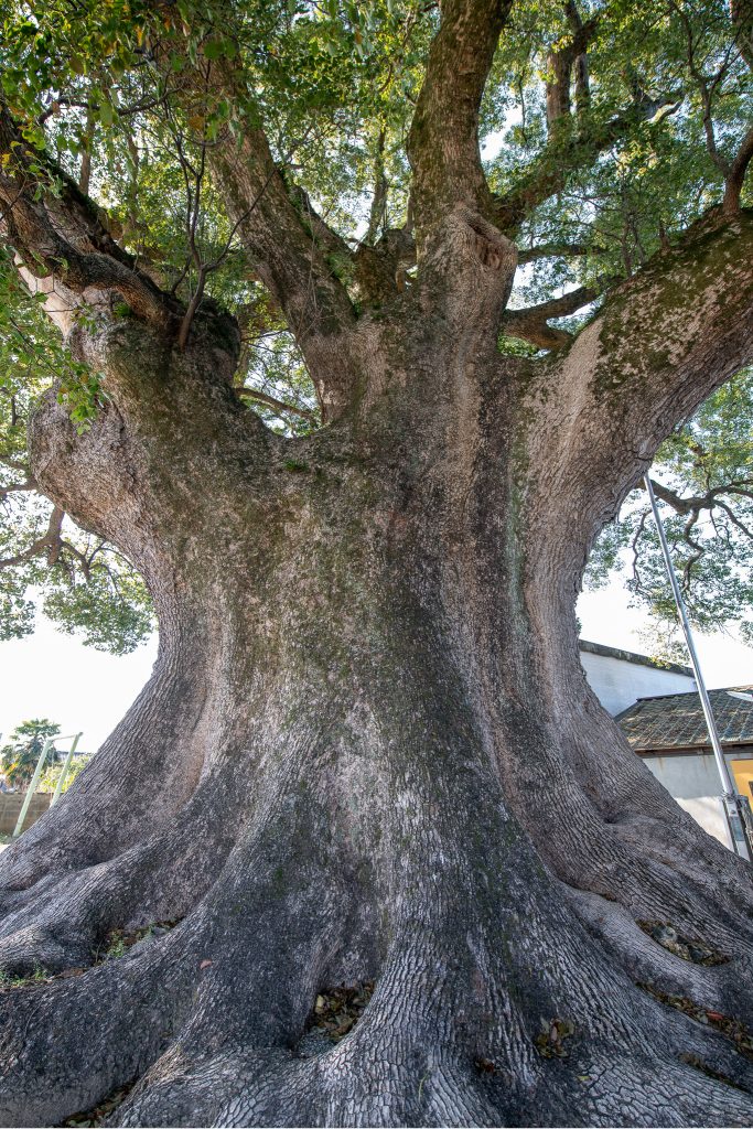 下古毛観音堂のクスノキ
