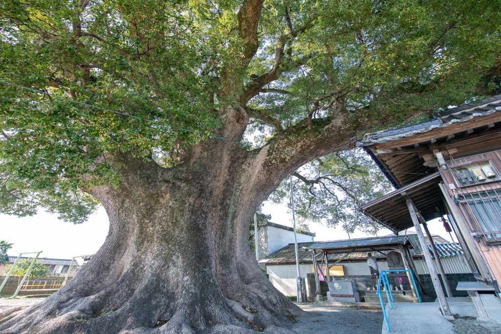 下古毛観音堂のクスノキ