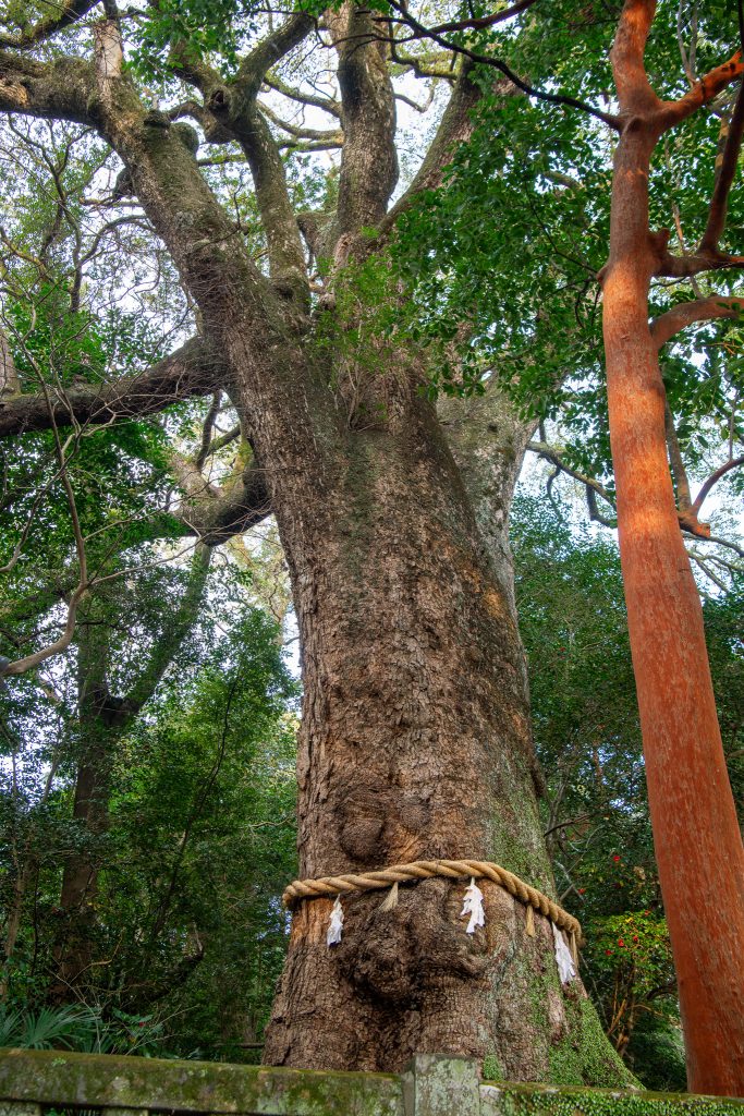 朝見神社のクスノキ