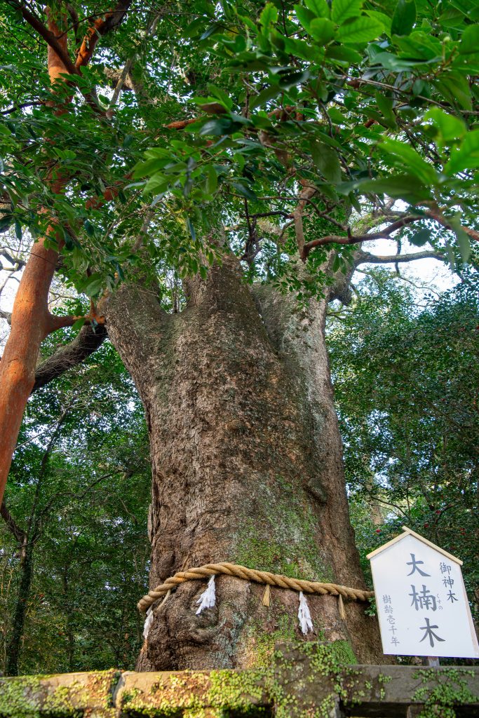 朝見神社のクスノキ