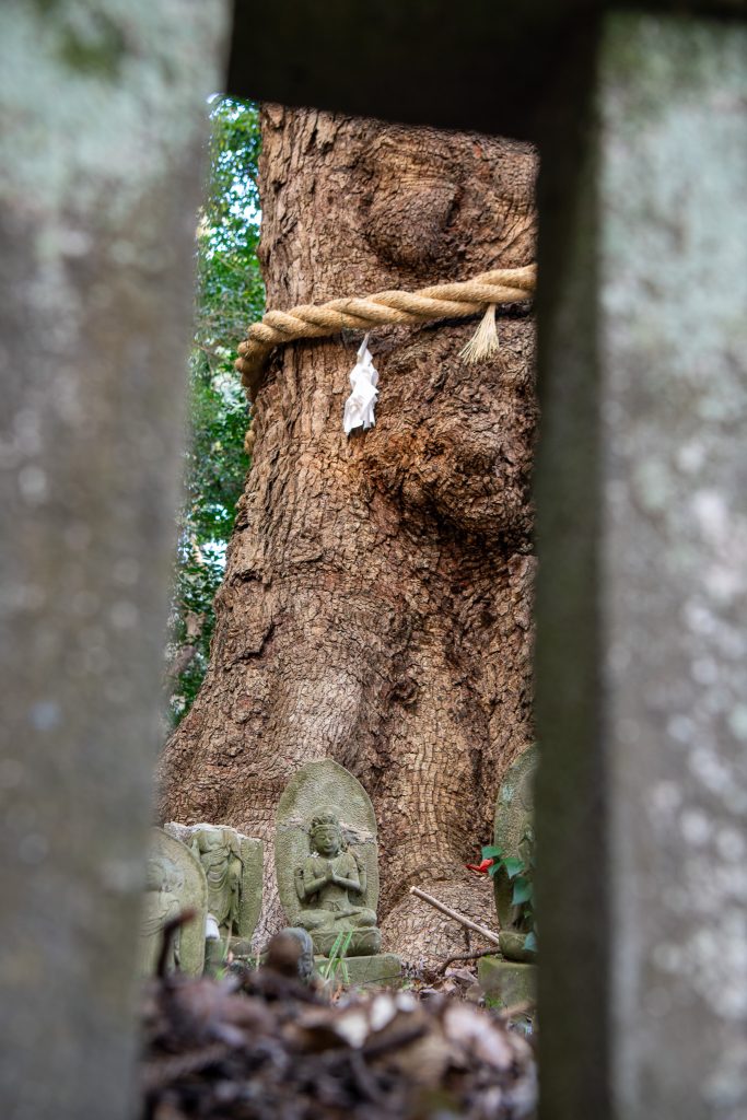 朝見神社のクスノキ
