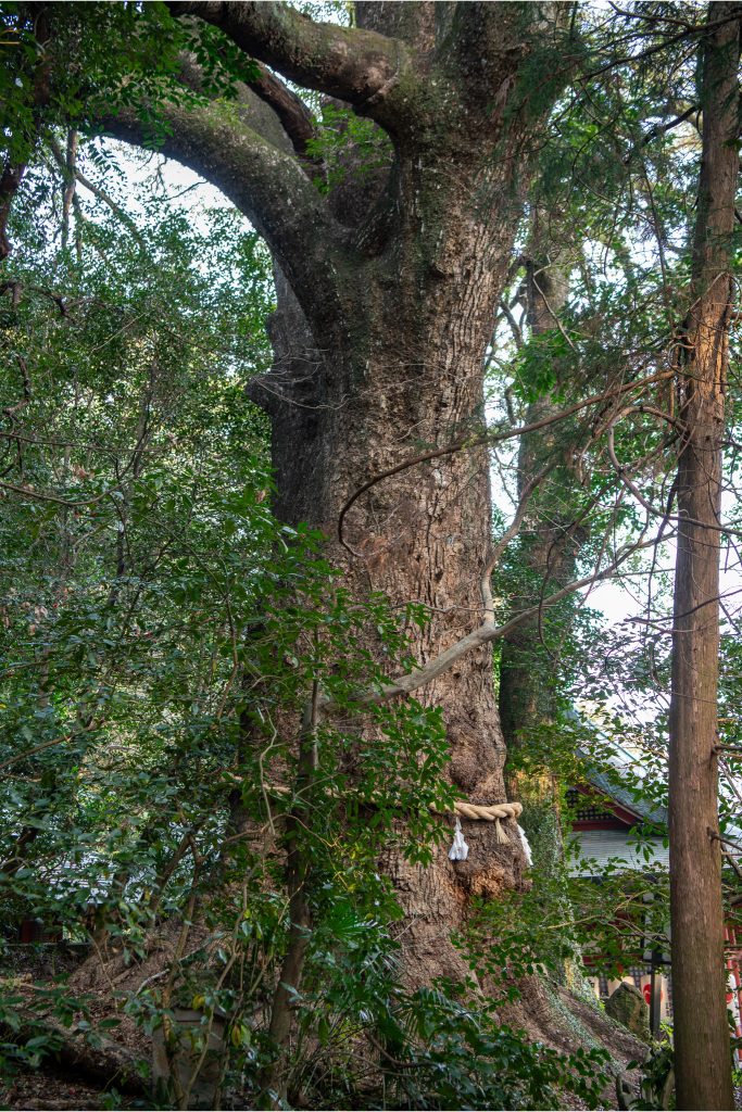 朝見神社のクスノキ