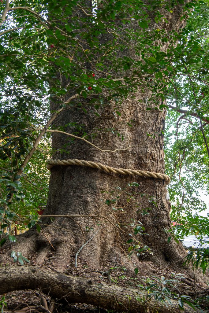 朝見神社のクスノキ
