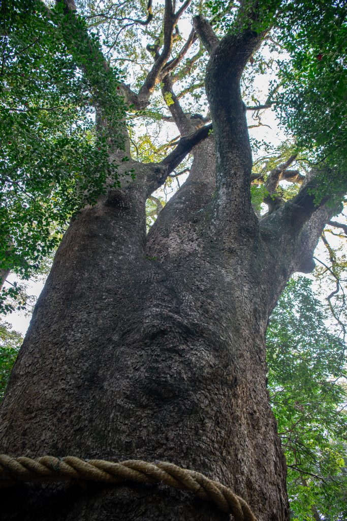 朝見神社のクスノキ