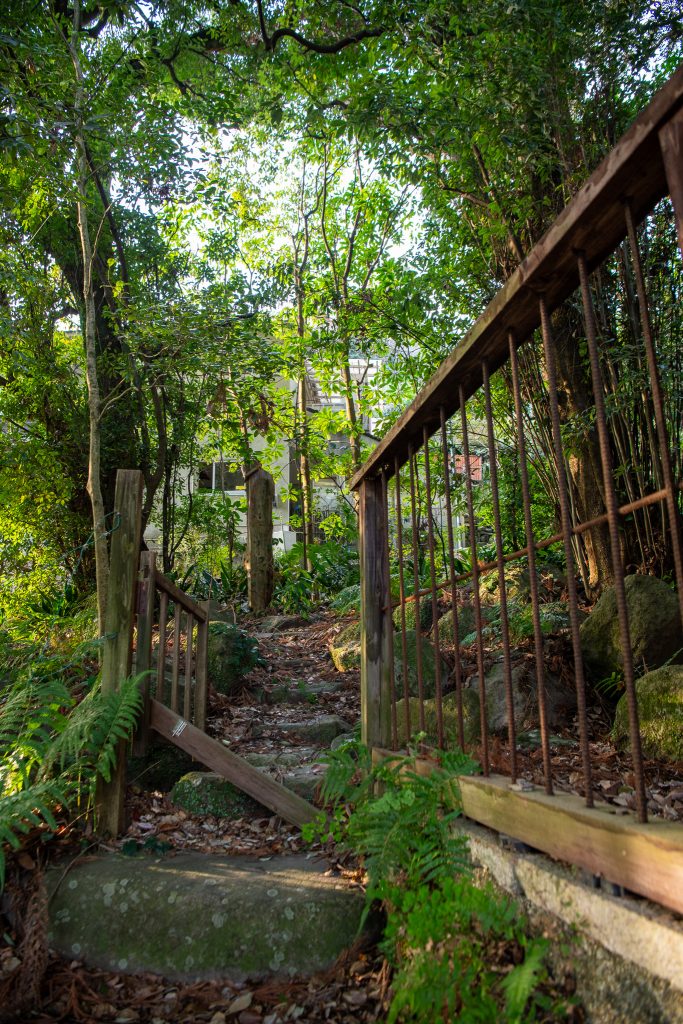 朝見神社のクスノキ