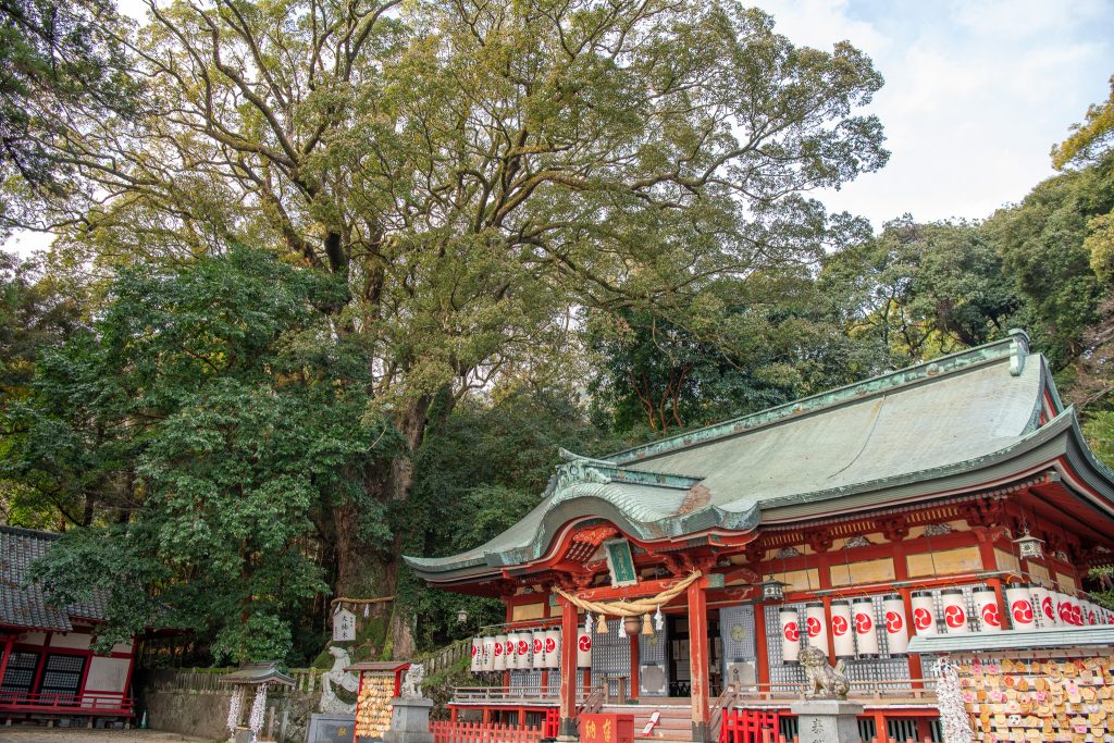 朝見神社のクスノキ