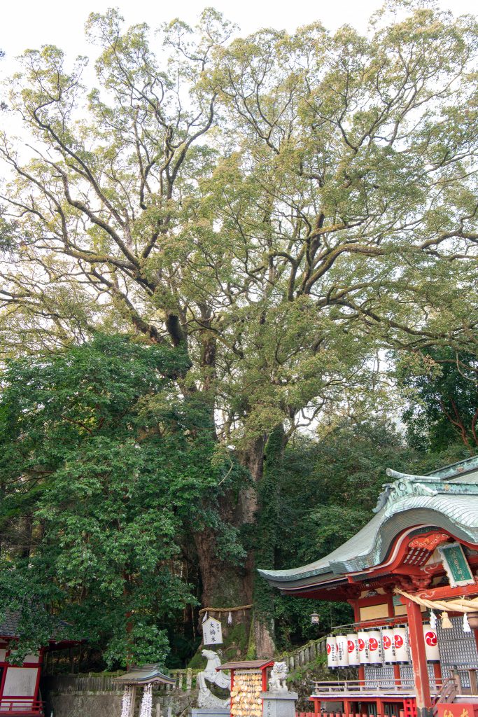 朝見神社のクスノキ