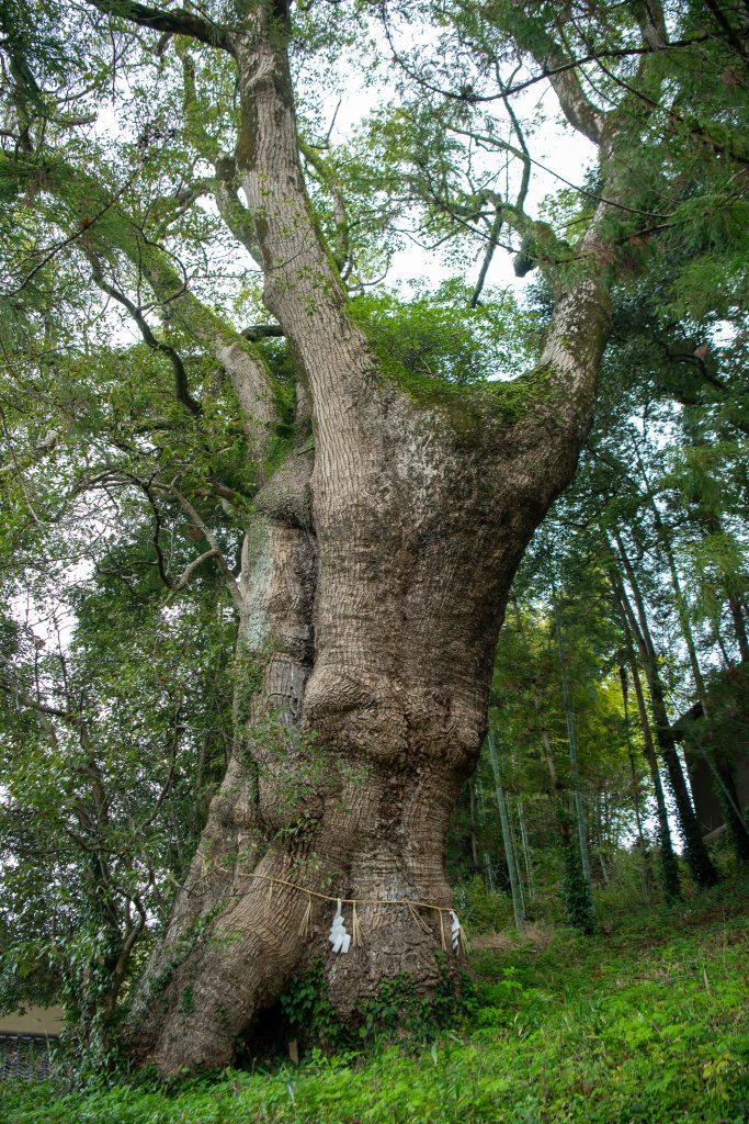志波宝満宮のクスノキ