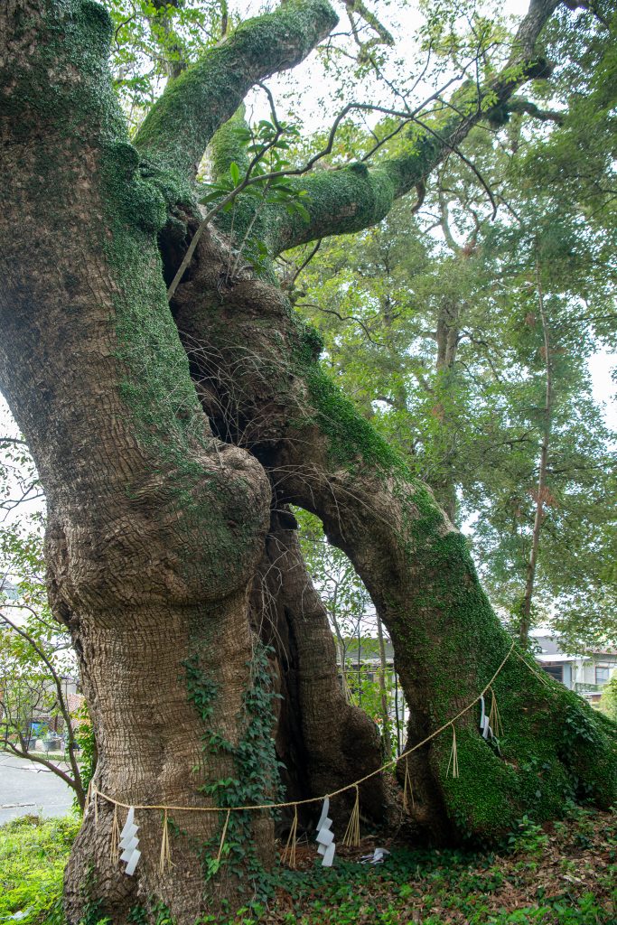 志波宝満宮のクスノキ