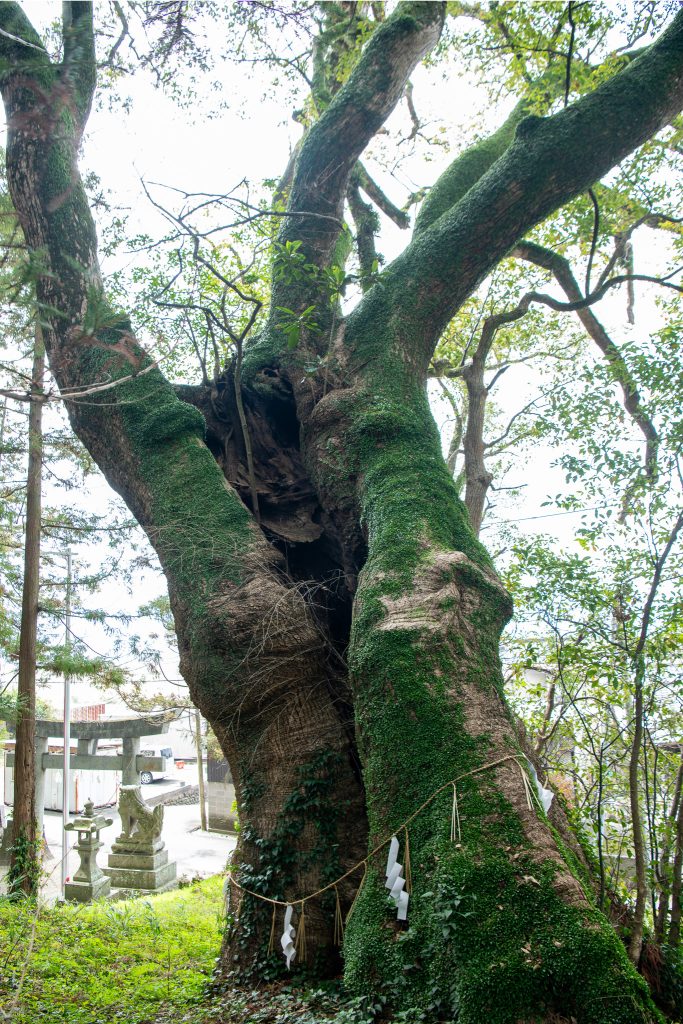 志波宝満宮のクスノキ