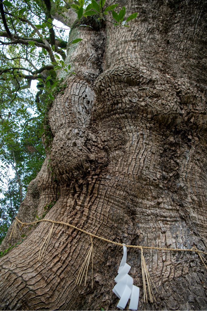 志波宝満宮のクスノキ