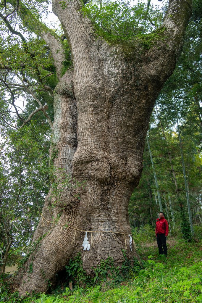 志波宝満宮のクスノキ