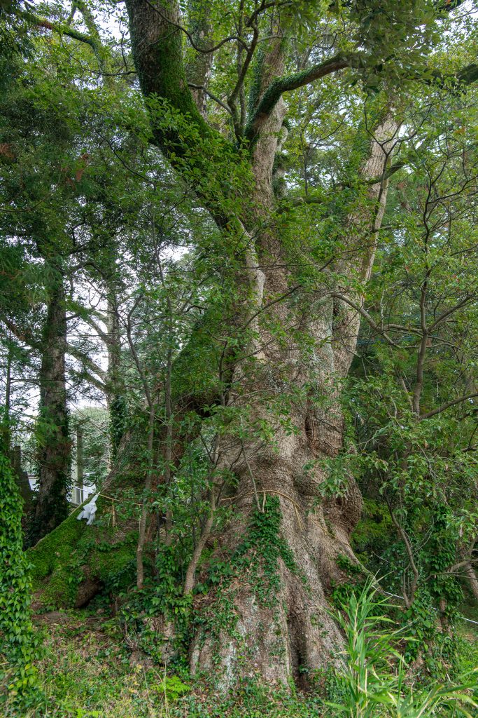 志波宝満宮のクスノキ