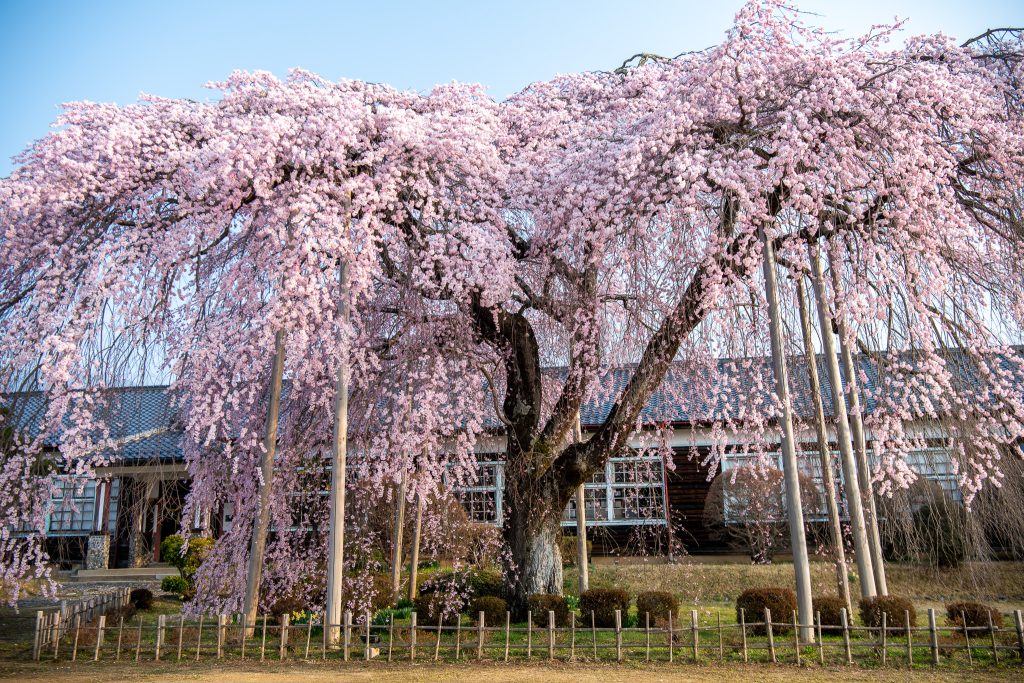 杵原学校の枝垂れ桜