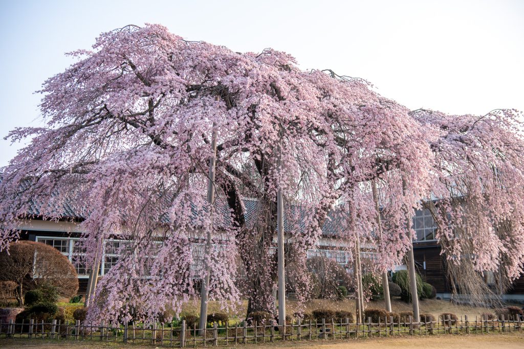 杵原学校の枝垂れ桜
