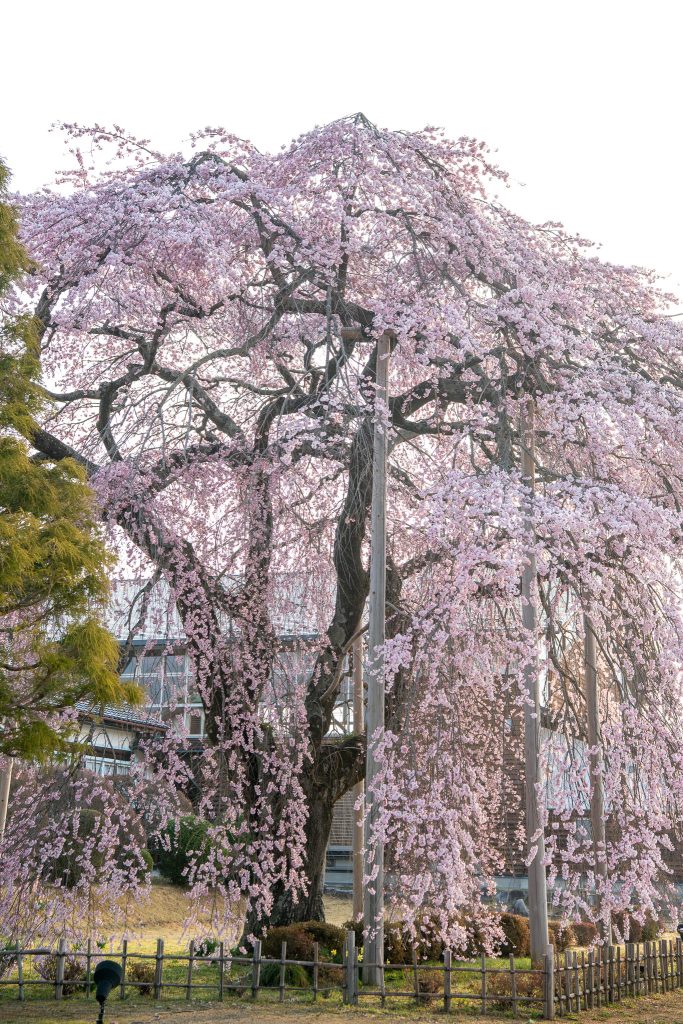 杵原学校の枝垂れ桜