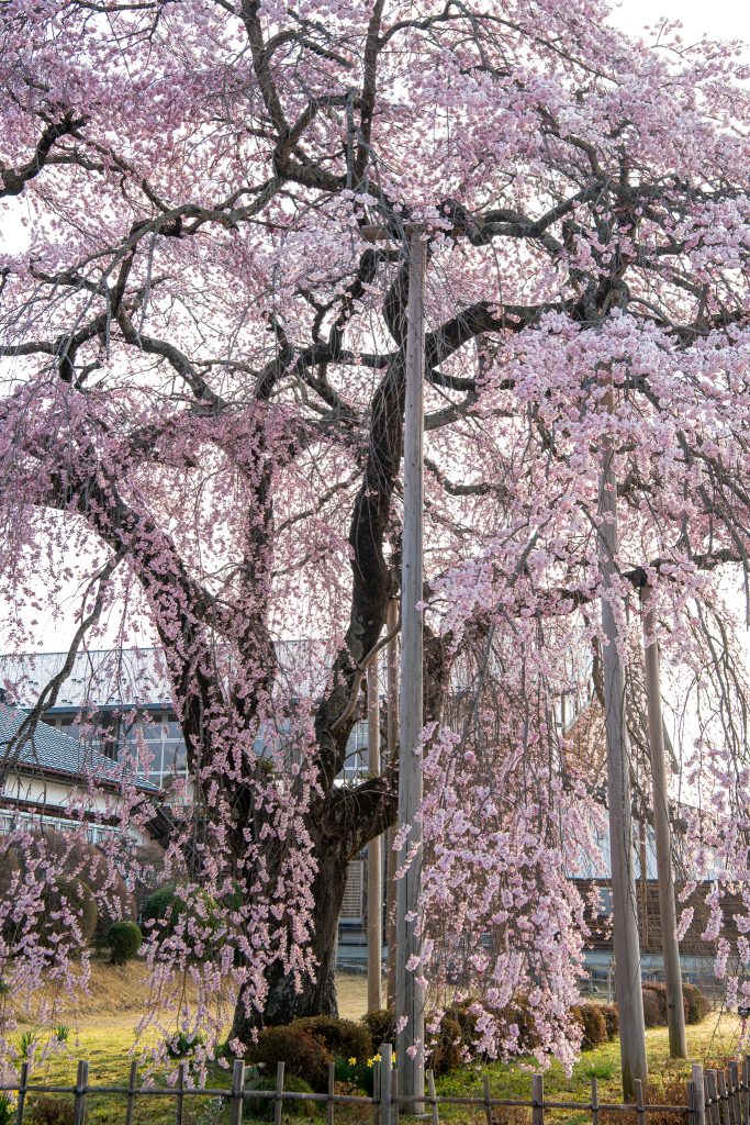 杵原学校の枝垂れ桜