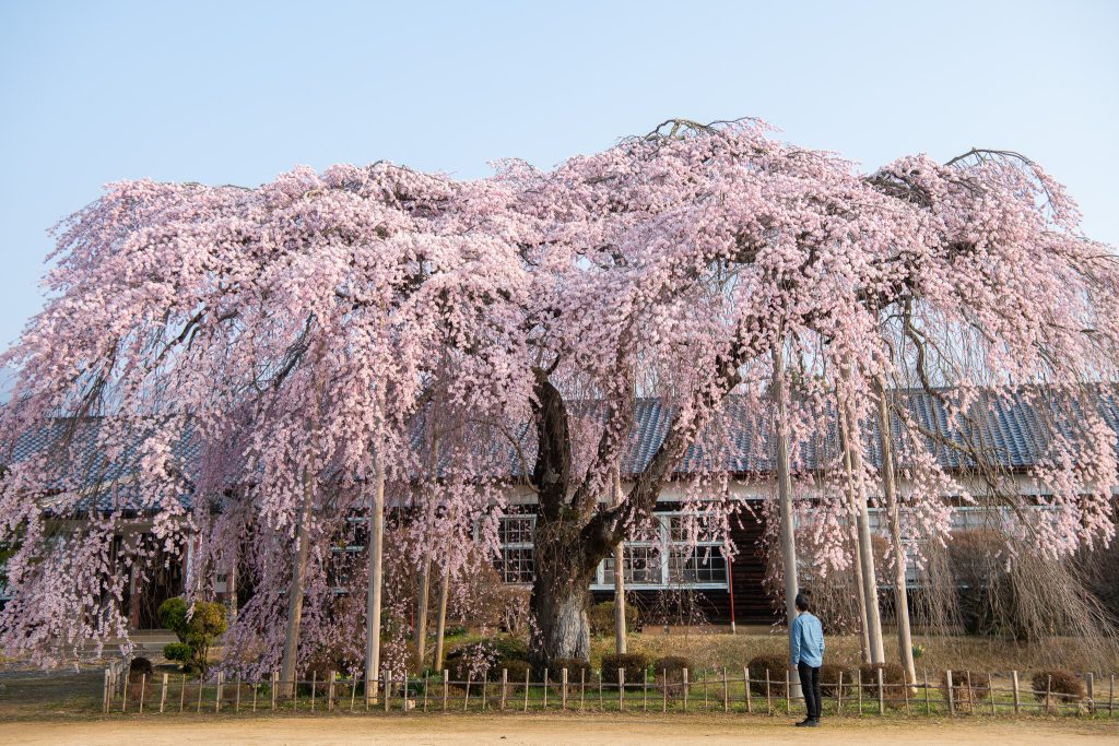 杵原学校の枝垂れ桜