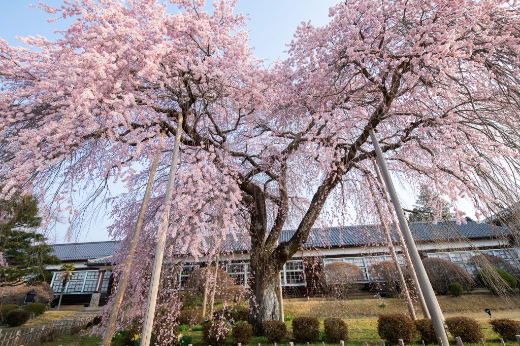杵原学校の枝垂れ桜