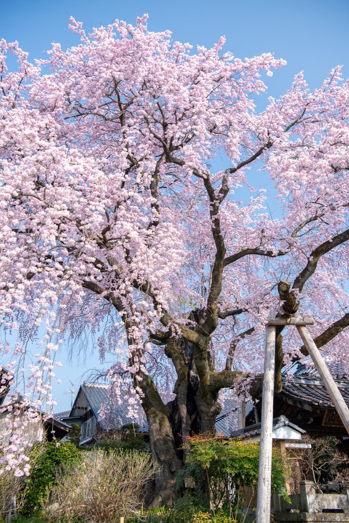 黄梅院の紅しだれ桜