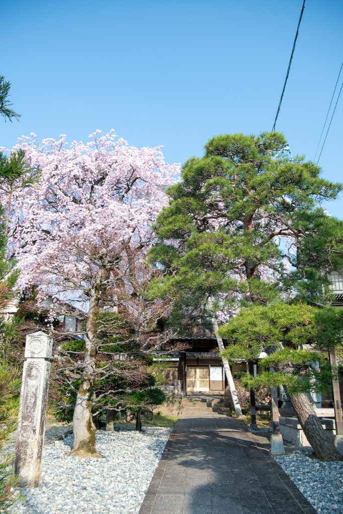 黄梅院の紅しだれ桜