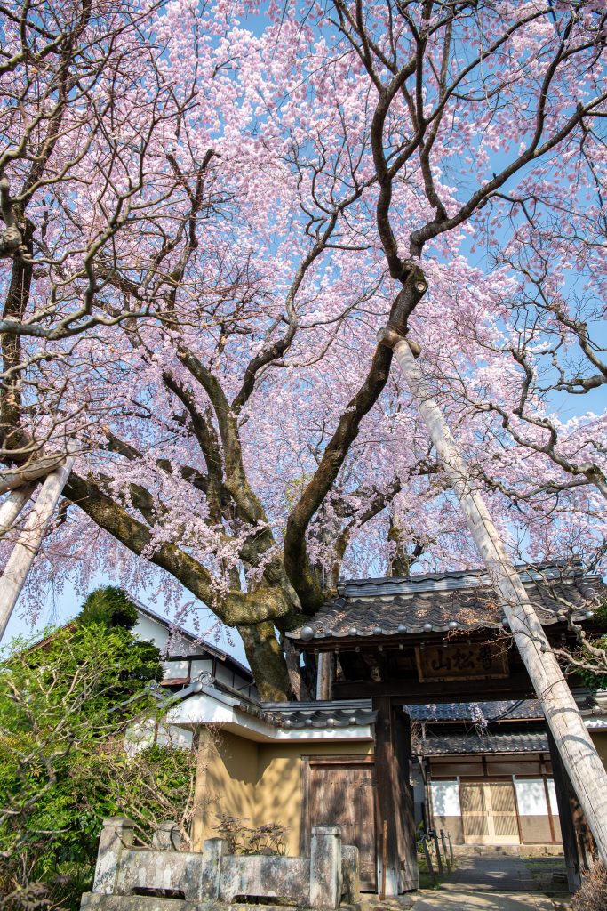 黄梅院の紅しだれ桜