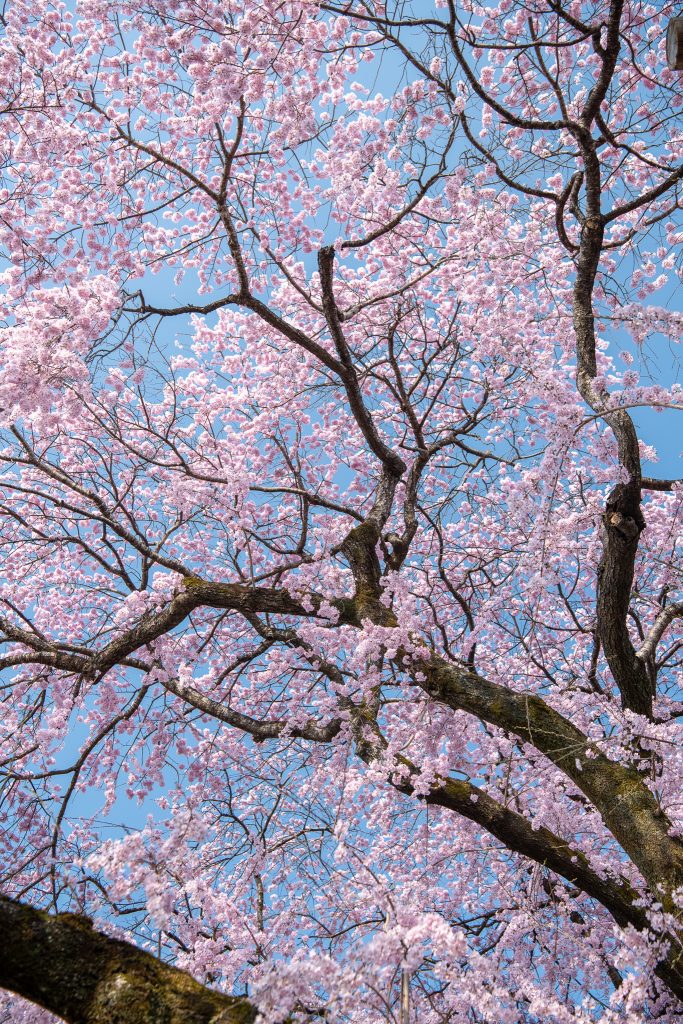 黄梅院の紅しだれ桜