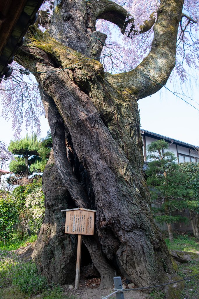 黄梅院の紅しだれ桜