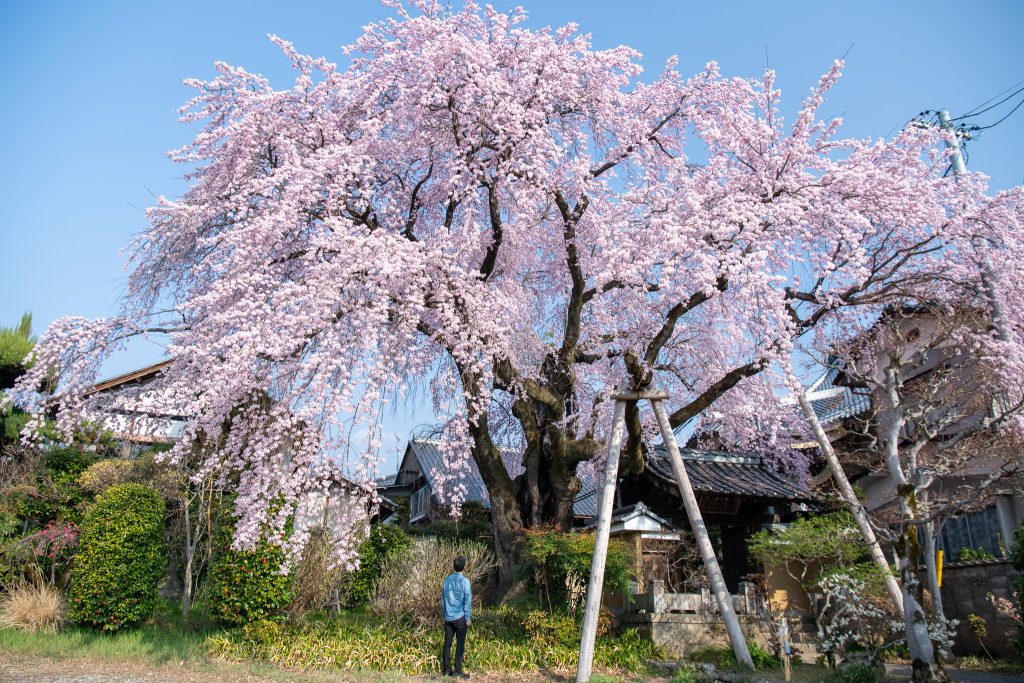 黄梅院の紅しだれ桜