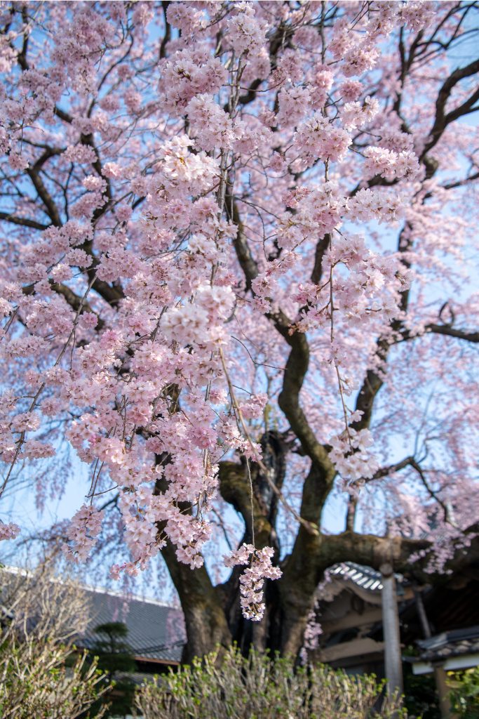 黄梅院の紅しだれ桜