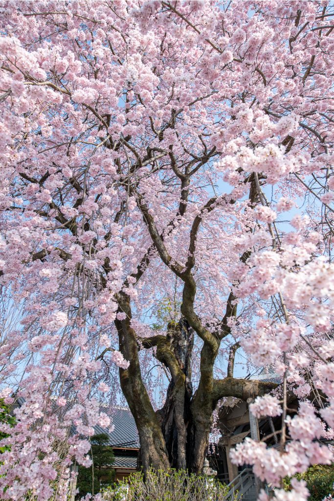 黄梅院の紅しだれ桜