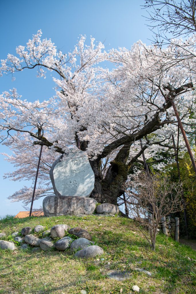 水佐代獅子塚のエドヒガン