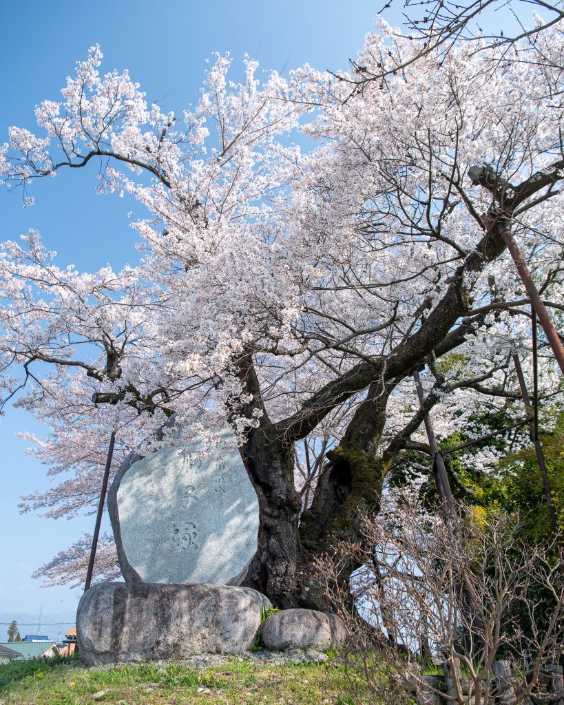 水佐代獅子塚のエドヒガン
