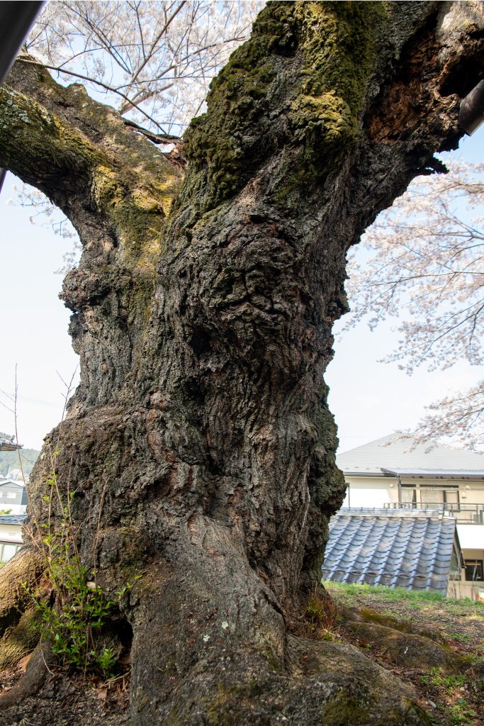 水佐代獅子塚のエドヒガン