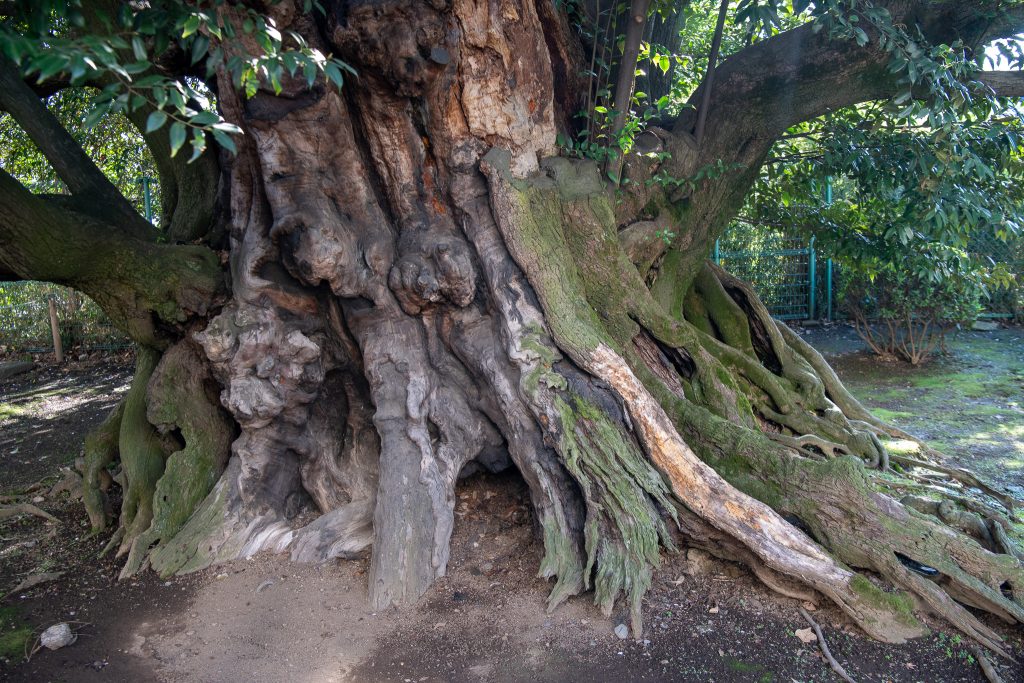 旧細川邸のシイ