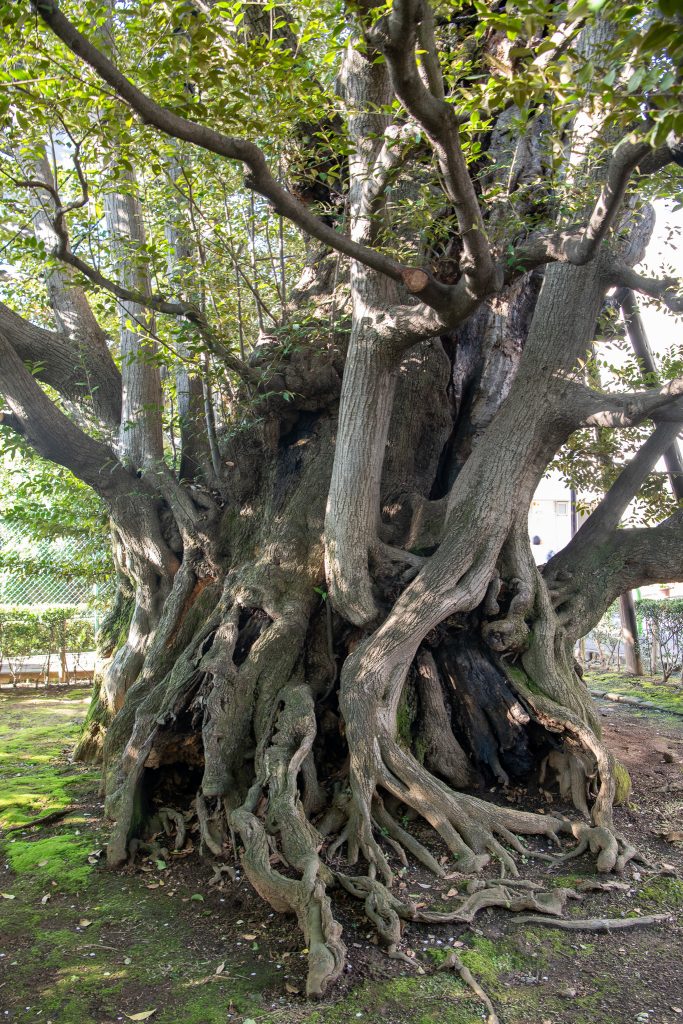 旧細川邸のシイ