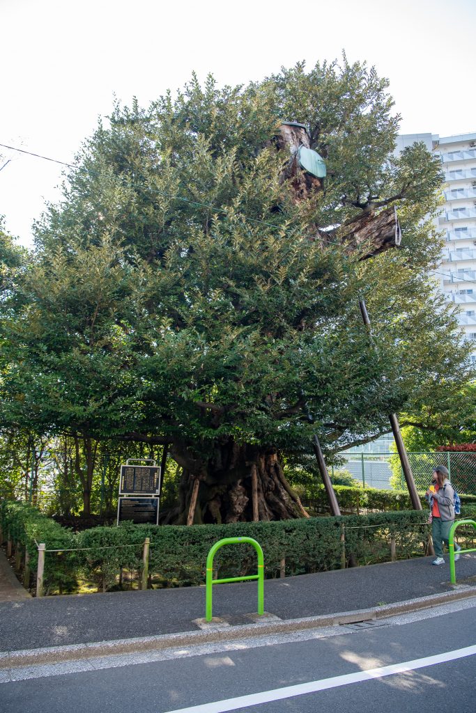 旧細川邸のシイ