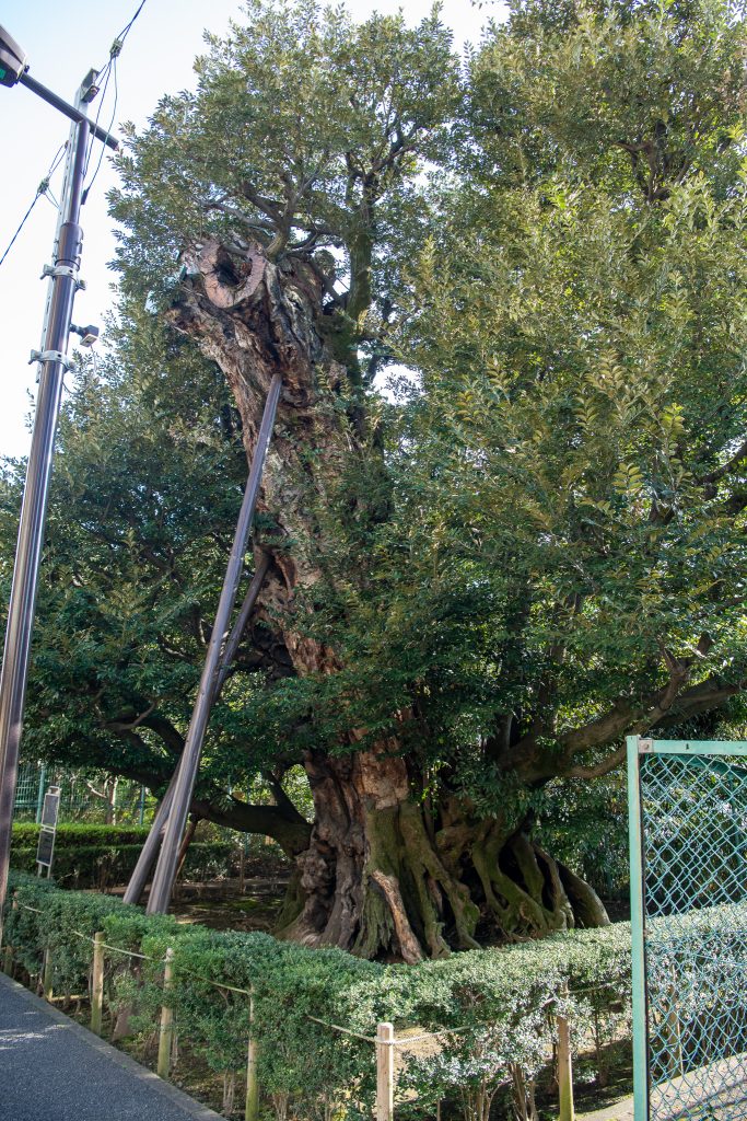 旧細川邸のシイ