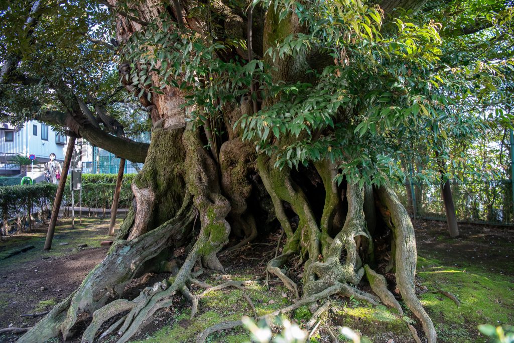 旧細川邸のシイ