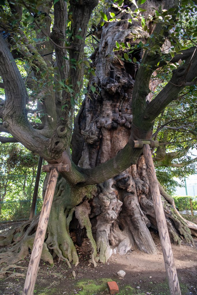 旧細川邸のシイ