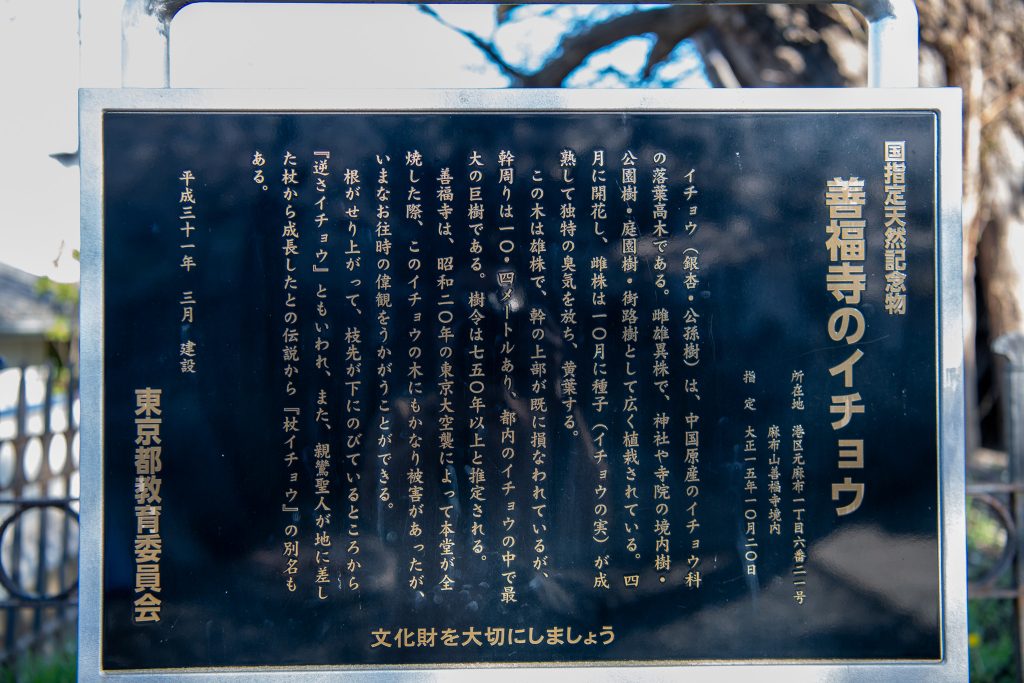 善福寺のイチョウ案内