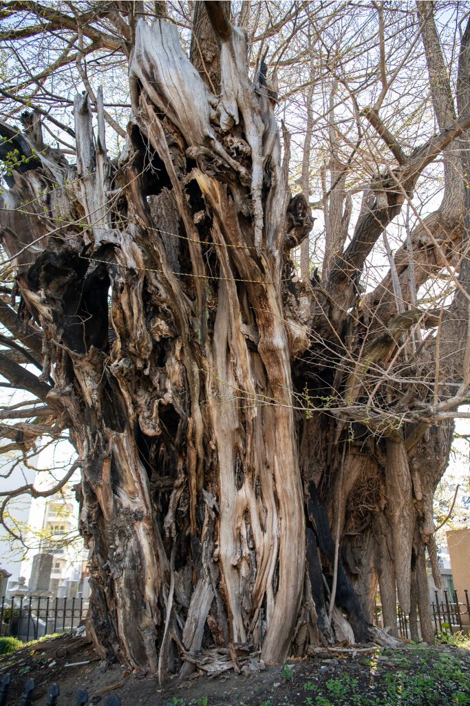 善福寺のイチョウ