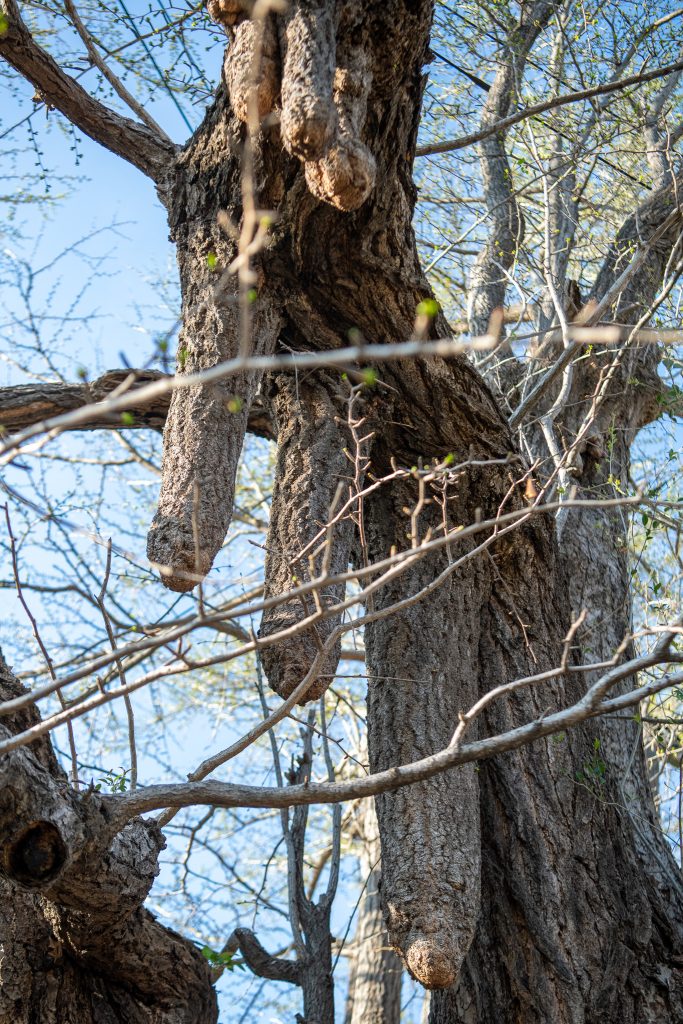 善福寺のイチョウ